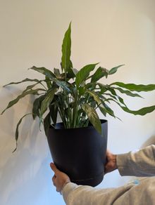Indoor plant