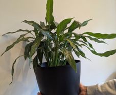 Indoor plant