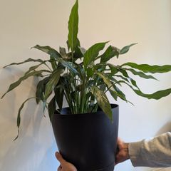 Indoor plant