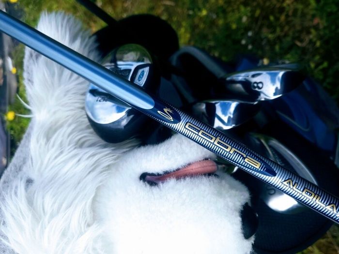Set of Ladies Golf Clubs