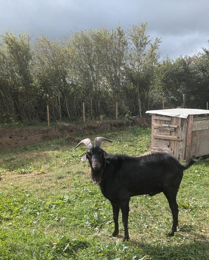 Black Puck Goat