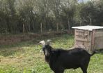 Black Puck Goat