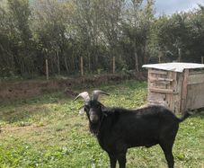 Black Puck Goat