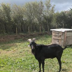 Black Puck Goat
