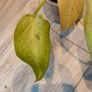 Philodendron Whipple Way mint Image 5