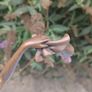 C.J.R Colinet 39cms Art Deco Bronze Image 8