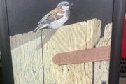 Acrylic painting sparrow framed signed free postage