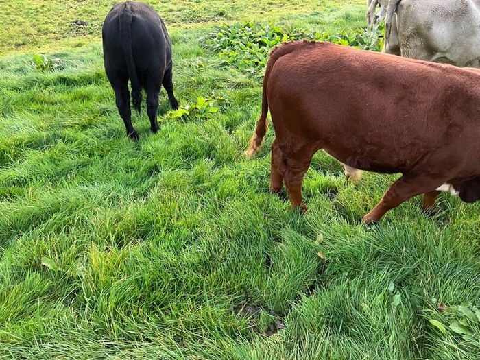 Cattle