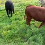 Cattle Image 4