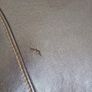 Chaise Longue Image 7