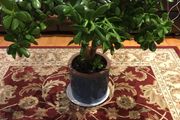 Crassula (Money Tree) 14 year old, very healthy.