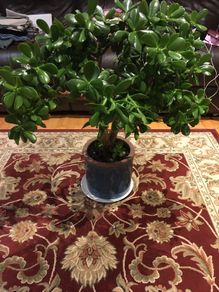 Crassula (Money Tree) 14 year old, very healthy.