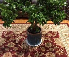 Crassula (Money Tree) 14 year old, very healthy.