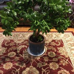 Crassula (Money Tree) 14 year old, very healthy.
