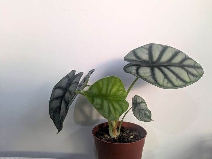 Alocasia Silver Dragon Plant