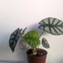 Alocasia Silver Dragon Plant Image 5