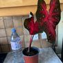 plant red caladium Image 2