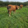 Pedigree Limousin Bulls Image 3