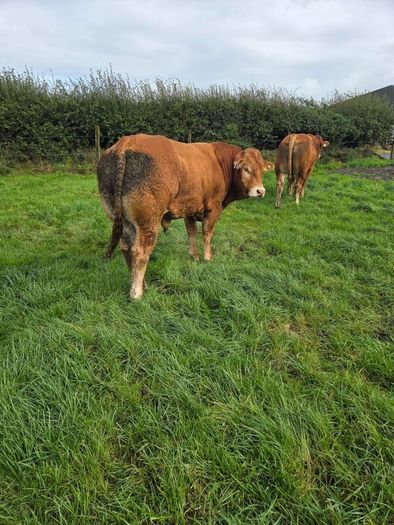 Pedigree Limousin Bulls