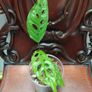 Monstera Obliqua Peru Image 6