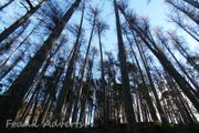 Mounted Original Photography - Wicklow Trees