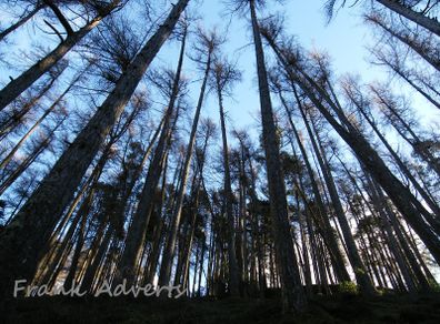 Mounted Original Photography - Wicklow Trees