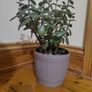 plant Image 5