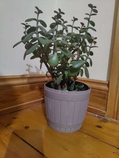 plant