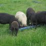 Hoggets , Ewes with Lambs Image 2