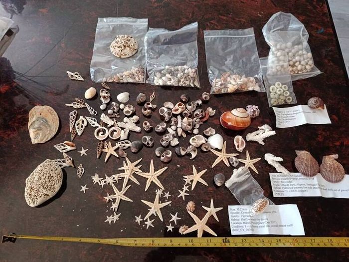 Shells and corals