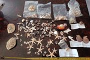 Shells and corals