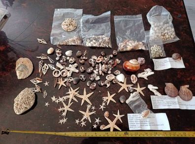 Shells and corals