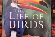 David Attenborough/ The Life of Birds/ BBC/ 1998