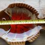 Fish Serving Plate Image 4