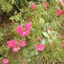 Rose bush Image 3