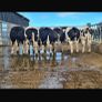 Online Belgian blue sale Image 9