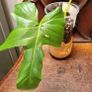 Not perfect plants Philodebdron bundle Image 6