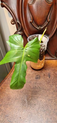 Not perfect plants Philodebdron bundle