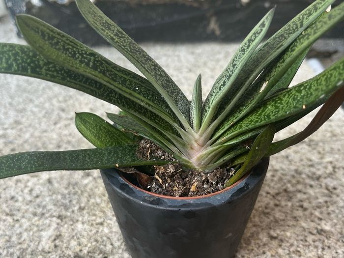 Gasteria