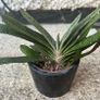 Gasteria Image 2