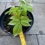 plant Image 2