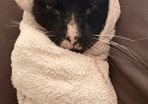 Cat Adoption