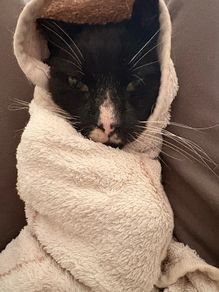 Cat Adoption