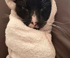 Cat Adoption