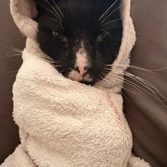Cat Adoption
