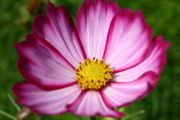 (C) Cosmos Sensation Picotee seeds 0.4g (approx. 30 seeds) (413935)