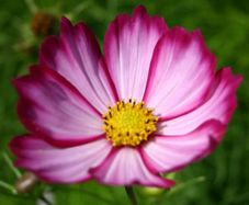 (C) Cosmos Sensation Picotee seeds 0.4g (approx. 30 seeds) (413935)