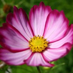 (C) Cosmos Sensation Picotee seeds 0.4g (approx. 30 seeds) (413935)