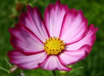 (C) Cosmos Sensation Picotee seeds 0.4g (approx. 30 seeds) (413935)