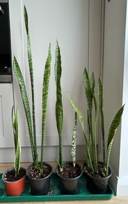 Snake Plants
